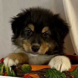Big Bill - Black tri-color male Australian Shepherd puppy in Springfield, Oregon from Lydon Australian Shepherds