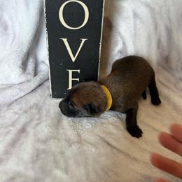 Yellow - Red sable male Belgian Malinois puppy in Highland City, Florida from VonSal Kennels