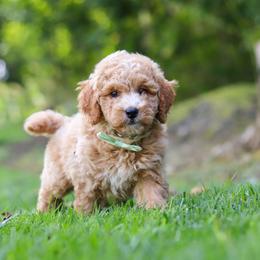 Boy 4 - male Goldendoodle puppy in Applecreek, Ohio from Pleasant Acre Farms