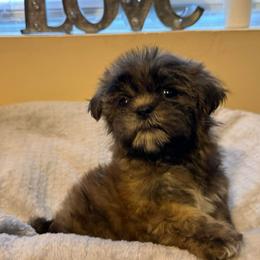 Little Lion - Liver male Shih Tzu puppy in Kodak, Tennessee from Cutshall Babies