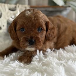 Mandi - Red female Cavapoo puppy in Lagrange, Indiana from Heavn Sent Acres