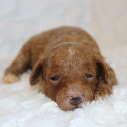 Boy 3 - Apricot male Poodle puppy in Somerset, Ohio from Odyssey Pups