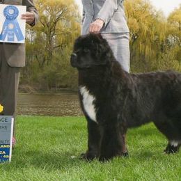 Newfoundlands from Sundust Newfoundlands