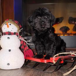 Onyx - Black female Miniature Schnauzer puppy in Stuart, Iowa from Johnson Family Corgis and more