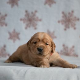Labrador Retriever Puppies from Sun Ridge Labradors