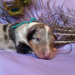 Girl 1 teal - Blue merle and white female Collie puppy in Salem, Indiana from Living Blessed Collies