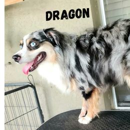 Dragon - Miniature Australian Shepherd