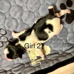 Girl 2 - Black & tan tri-color female Morkie puppy in Ocala, Florida from Hummingbird Fields