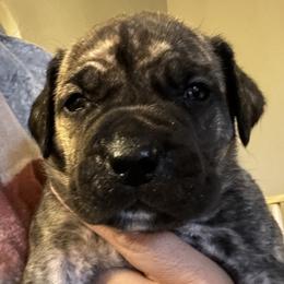 Tiger Lily - Brindle female Boerboel puppy in Bon Aqua, Tennessee from Erickson Ranch Boerboels