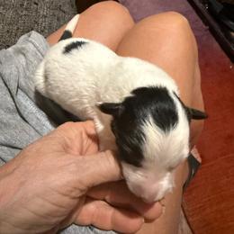 Black and white Boy 1 - Black and white male Border Collie puppy in Jackson, New Jersey from NJ Bees BC
