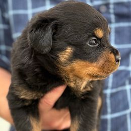 Baby girl 3 - Black and mahogany female Rottweiler puppy in Gloster, Mississippi from Mississippi Rottweilers