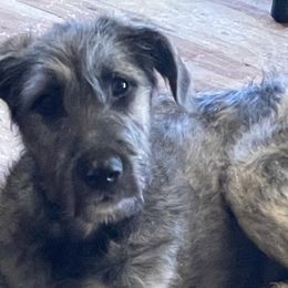 Irish Wolfhounds and Pomskies from Bingo's Puppies