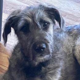 Irish Wolfhounds and Pomskies from Bingo's Puppies