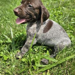 German Shorthaired Pointer Puppies from Erin McGhee