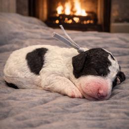 Gray boy - Black and white male Sheepadoodle puppy in Inman, South Carolina from Mossy Doodles LLC