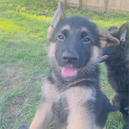 Tan color - Black and red male German Shepherd puppy in Marion, Ohio from Legacy K9’s