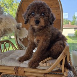 Bahamas - Red merle male Aussiedoodle puppy in North Royalton, Ohio from Johnson's Doodles