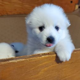American Eskimo Dogs from Snowy River Eskies