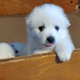 American Eskimo Dogs from Snowy River Eskies