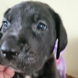 Girl 5 Hot pink - Black Great Dane puppy in Enumclaw, Washington from Lord's Danes