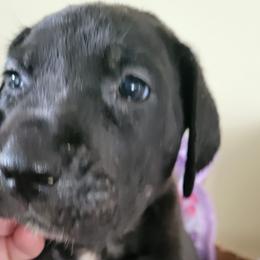Girl 5 Hot pink - Black Great Dane puppy in Enumclaw, Washington from Lord's Danes
