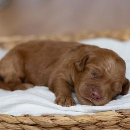 Tater Tot - Caramel red male Australian Labradoodle puppy in Belding, Michigan from Rutu Australian Labradoodles