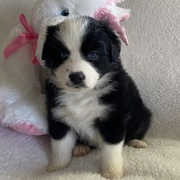 Australian Shepherd Puppies from Bedtime Story Australian Shepherds