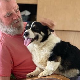 Ele - Pembroke Welsh Corgi