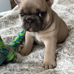 French Bulldogs from Moody Blues French Bulldogs