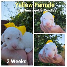 Yellow - Cream female Goldendoodle puppy in Upland, California from Hartman Goldendoodles