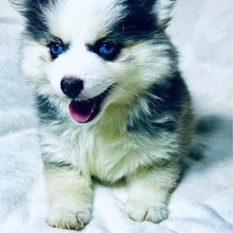 Muttley - Black and white male Pomsky puppy in Rhome, Texas from TyeDye Kennels