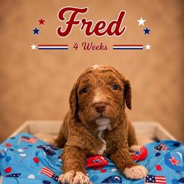 Austin (Fred) - Red  male Goldendoodle puppy in Rocky Point, North Carolina from CelticDoods