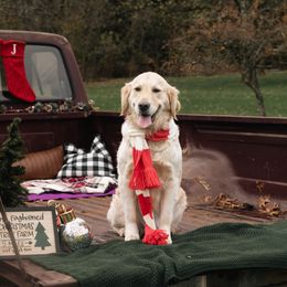 Waffles - Golden Retriever