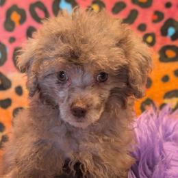 Eva - Brown female Poodle puppy in Bell, Florida from BellCrist Little bits