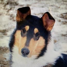 Dunkin - Collie