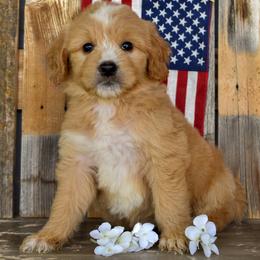 Cascade - Teal Collar - Apricot female Goldendoodle puppy in Macedon, New York from Toodles Goldendoodles