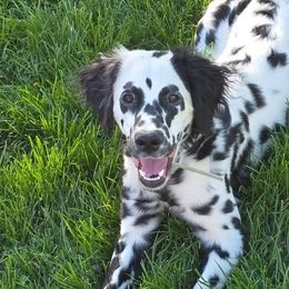 Dalmatians from Legacy Dalmatians