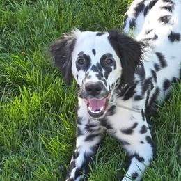 Dalmatians from Legacy Dalmatians