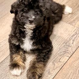 Grey collar toy - Black tri-color male Aussiedoodle puppy in 32046, Florida from River Hill Ranch
