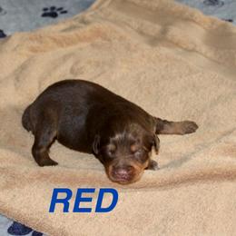 Red - Red tri male Miniature Australian Shepherd puppy in Fort Smith, Arkansas from Rye Hill Aussies