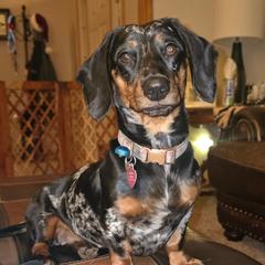 Dottie - Dachshund
