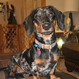 Dottie - Dachshund