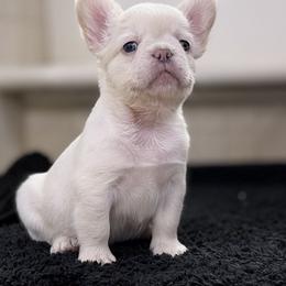 French Bulldog Puppies from Tellez House of Frenchies