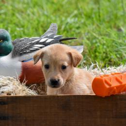 Yellow collar - Yellow female Labrador Retriever puppy in Gober, Texas from Trigger Time Kennels
