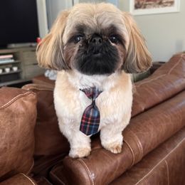 Shih Tzu Puppies from Little Miracles Shih Tzu