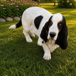 Daisy - Basset Hound