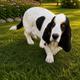 Daisy