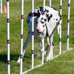 Great Danes from TDT Great Danes