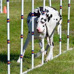 Great Danes from TDT Great Danes