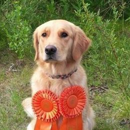Golden Retrievers from Grayling Golden Retrievers